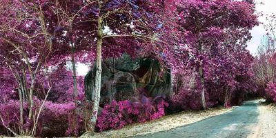 hermoso panorama infrarrojo púrpura y rosa de un paisaje en las seychelles foto