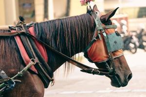 Close up photo of a brown horse. This horse is a horse for pulling passenger carriages