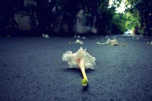 flores blancas caen sobre el suelo mojado foto