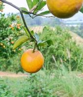 naranjas maduras sobre fondo borroso foto