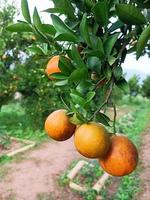 naranjas maduras sobre fondo borroso foto