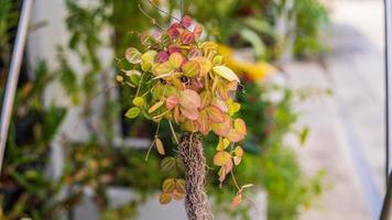 Dischidia ovata Benth blooming in the garden photo