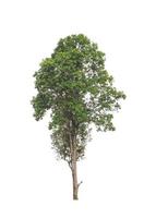 Tree that are isolated on a white background are suitable for both printing and web pages photo