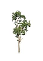 Tree that are isolated on a white background are suitable for both printing and web pages photo