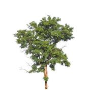 Tree that are isolated on a white background are suitable for both printing and web pages photo