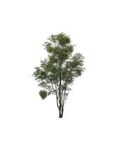 Tree that are isolated on a white background are suitable for both printing and web pages photo