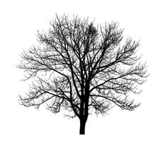 Tree silhouette for brush on white background photo