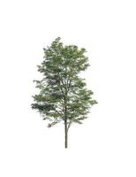 Tree that are isolated on a white background are suitable for both printing and web pages photo