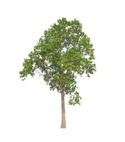 Trees that are isolated on a white background are suitable for both printing and web pages photo