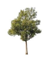 Trees that are isolated on a white background are suitable for both printing and web pages photo