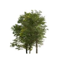 Trees that are isolated on a white background are suitable for both printing and web pages photo