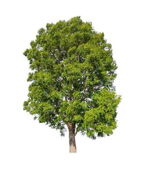 Trees that are isolated on a white background are suitable for both printing and web pages photo