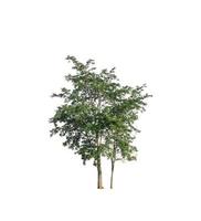Trees that are isolated on a white background are suitable for both printing and web pages photo