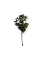 sugar palm that are isolated on a white background are suitable for both printing and web pages photo