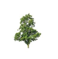 Tree that are isolated on a white background are suitable for both printing and web pages photo