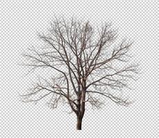 Dead Tree on transparent picture background with clipping path, single tree with clipping path and alpha channel photo