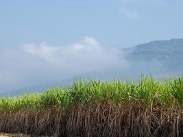 plantaciones de caña de azúcar, la planta agrícola tropical en tailandia foto