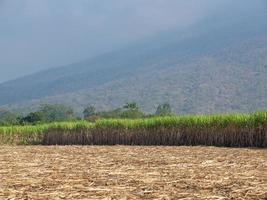 plantaciones de caña de azúcar, la planta agrícola tropical en tailandia foto