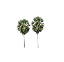 sugar palm that are isolated on a white background are suitable for both printing and web pages photo