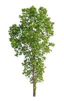 Tree that are isolated on a white background are suitable for both printing and web pages photo