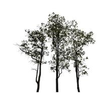 Trees that are isolated on a white background are suitable for both printing and web pages photo
