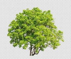 Tree on transparent picture background with clipping path, single tree with clipping path and alpha channel photo