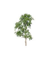 Tree that are isolated on a white background are suitable for both printing and web pages photo