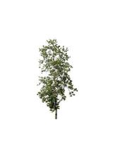 Tree that are isolated on a white background are suitable for both printing and web pages photo