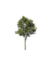 Tree that are isolated on a white background are suitable for both printing and web pages photo