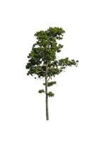 Tree that are isolated on a white background are suitable for both printing and web pages photo