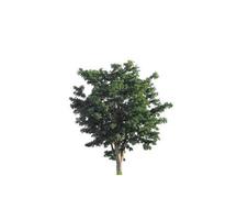 Tree that are isolated on a white background are suitable for both printing and web pages photo