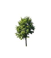 Tree that are isolated on a white background are suitable for both printing and web pages photo