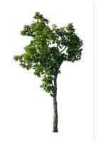 Trees that are isolated on a white background are suitable for both printing and web pages photo