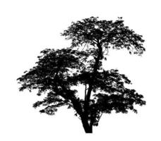 Tree silhouette for brush on white background photo