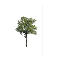 Tree that are isolated on a white background are suitable for both printing and web pages photo