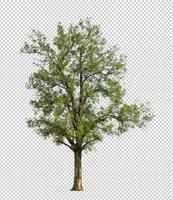 Tree on transparent picture background with clipping path, single tree with clipping path and alpha channel photo