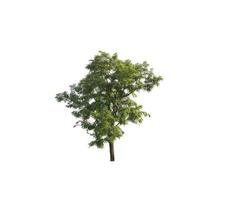 Tree that are isolated on a white background are suitable for both printing and web pages photo