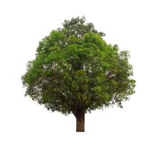 Tree that are isolated on a white background are suitable for both printing and web pages photo