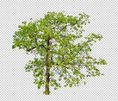 Tree on transparent picture background with clipping path, single tree with clipping path and alpha channel photo