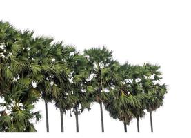 Palm tree group. High resolution tree landscape isolated on white background for print and web page with cut paths and alpha channels. photo