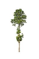 tree isolated on white background photo