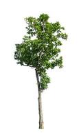 Trees that are isolated on a white background are suitable for both printing and web pages photo