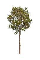 Trees that are isolated on a white background are suitable for both printing and web pages photo