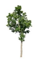 Trees that are isolated on a white background are suitable for both printing and web pages photo