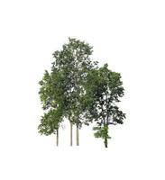Trees that are isolated on a white background are suitable for both printing and web pages photo