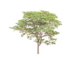 Trees that are isolated on a white background are suitable for both printing and web pages photo