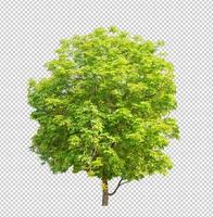 Tree on transparent picture background with clipping path, single tree with clipping path and alpha channel photo