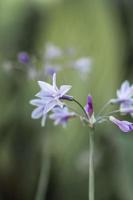 flor de ajo de la sociedad foto