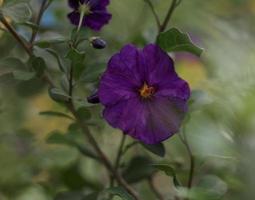 Hind's Nightshade blooms . Close up . Frontal view photo