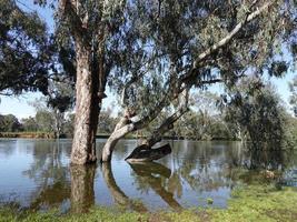 Murray river flooded 2022 due to higher than average rainfall at Albury - Wodonga, New South Wales, Australia photo